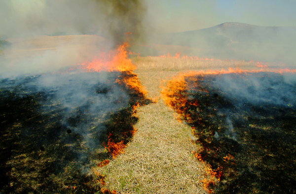 Fire Path, Konza Prairie